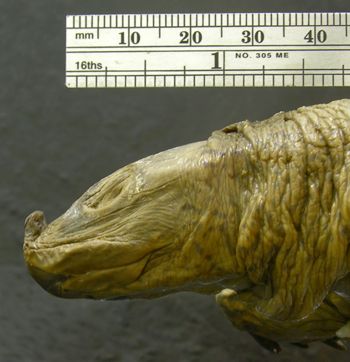 Media type: image; Herpetology R-1623